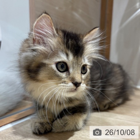 ラガマフィンの写真