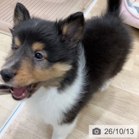 岐阜県のシェットランドシープドッグ (ペットプラス 各務原店/2026年8月8日生まれ/男の子/ブラックホワイトタン)の子犬の4枚目の画像