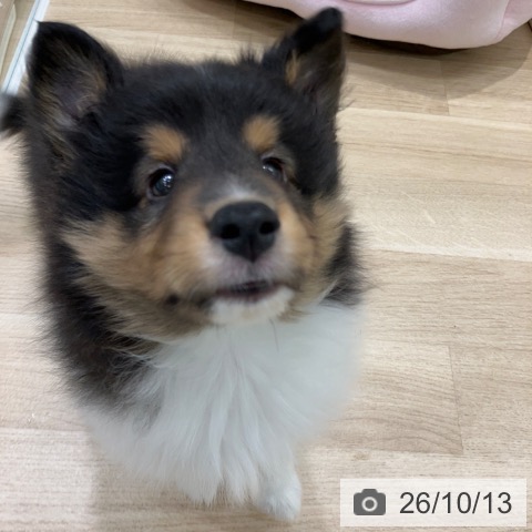 岐阜県のシェットランドシープドッグ (ペットプラス 各務原店/2026年8月8日生まれ/男の子/ブラックホワイトタン)の子犬の3枚目の画像