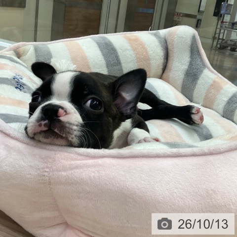 愛知県のボストンテリア (ペットプラス 豊田店/2026年8月8日生まれ/男の子/ボストンカラー)の子犬の3枚目の画像