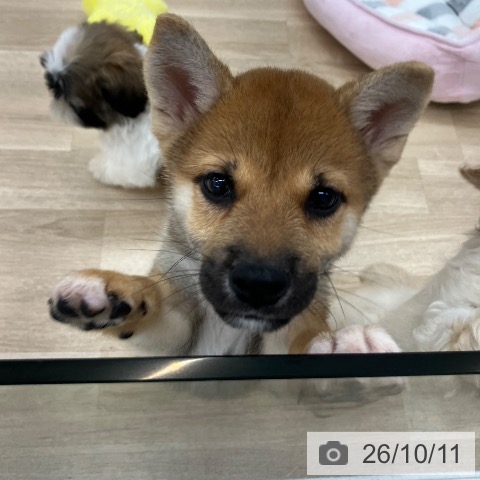 柴の写真