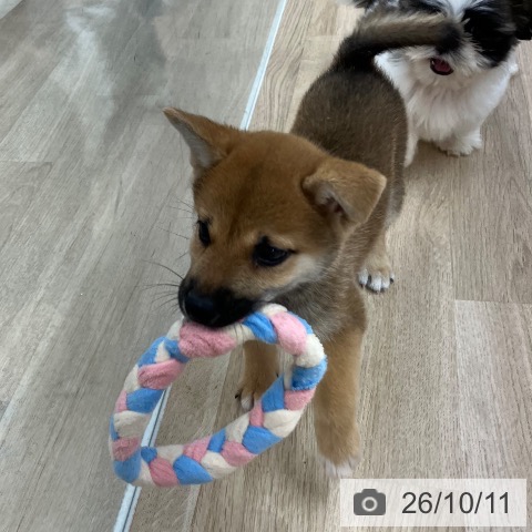 柴の写真
