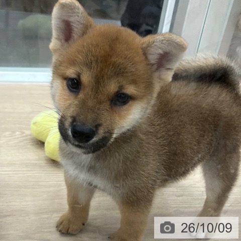 柴の写真