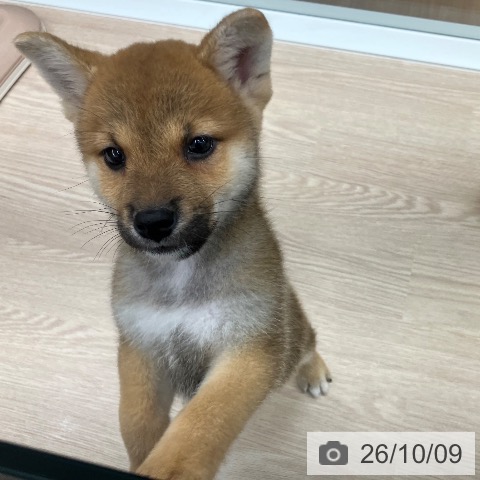柴の写真