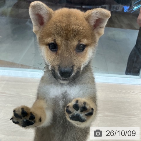 柴の写真