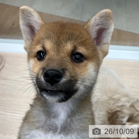 柴の写真