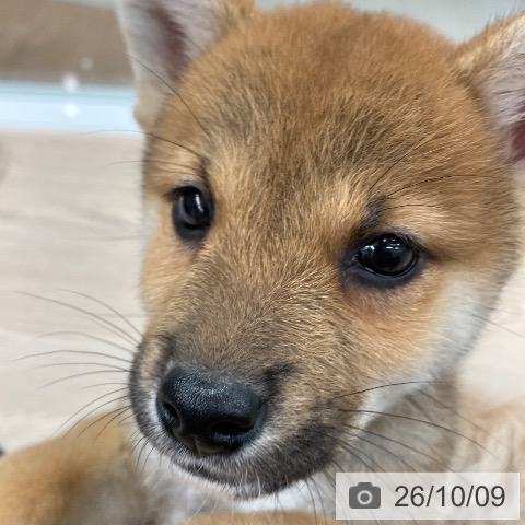 柴の写真