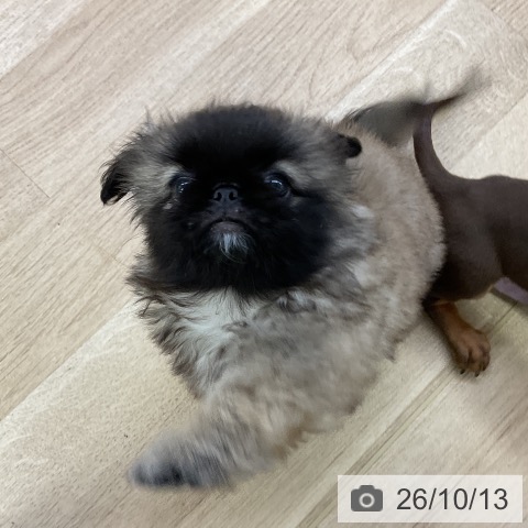愛知県のペキニーズ (ペットプラス mozoワンダーシティ店/2026年8月10日生まれ/女の子/フォーン)の子犬の4枚目の画像