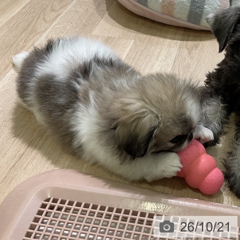 愛知県のペキニーズ (ペットプラス 岡崎店/2026年8月10日生まれ/女の子/フォーンホワイト)の子犬の4枚目の画像