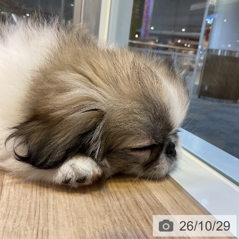 愛知県のペキニーズ (ペットプラス 岡崎店/2026年8月10日生まれ/女の子/フォーンホワイト)の子犬の4枚目の画像