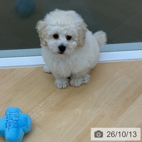 三重県のトイプードル(トイ) (ペットプラス 津南店/2026年8月10日生まれ/男の子/クリーム)の子犬の4枚目の画像