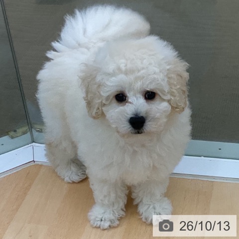 三重県のトイプードル(トイ) (ペットプラス 津南店/2026年8月10日生まれ/男の子/クリーム)の子犬の3枚目の画像