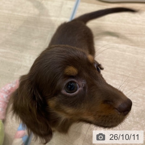 ミニチュア・ダックスフンドの写真