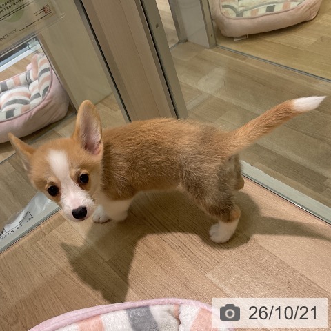 愛知県のウェルシュコーギーペンブローク (ペットプラス 岡崎店/2026年8月8日生まれ/男の子/レッドホワイト)の子犬の3枚目の画像