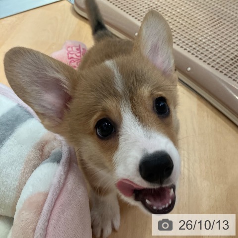 愛知県のウェルシュコーギーペンブローク (ペットプラス 名古屋茶屋店/2026年8月8日生まれ/女の子/レッドホワイト)の子犬の4枚目の画像