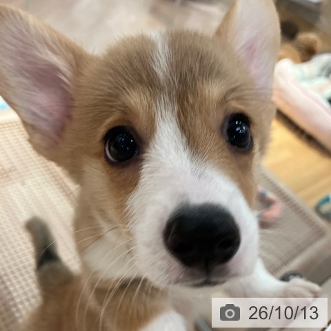 愛知県のウェルシュコーギーペンブローク (ペットプラス 名古屋茶屋店/2026年8月8日生まれ/女の子/レッドホワイト)の子犬の3枚目の画像