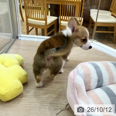 愛知県のウェルシュコーギーペンブローク (ペットプラス ナゴヤドーム前店/2026年8月8日生まれ/女の子/レッドホワイト)の子犬の4枚目の画像