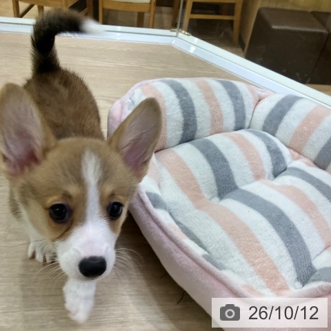 愛知県のウェルシュコーギーペンブローク (ペットプラス ナゴヤドーム前店/2026年8月8日生まれ/女の子/レッドホワイト)の子犬の3枚目の画像