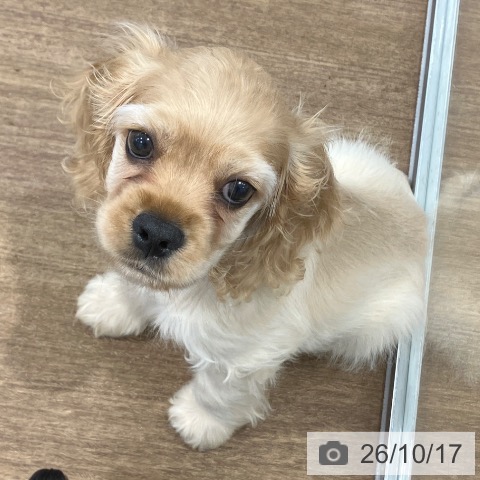 愛知県のアメリカンコッカースパニエル (ペッツワン 東海店/2026年8月8日生まれ/男の子/バフ)の子犬の3枚目の画像