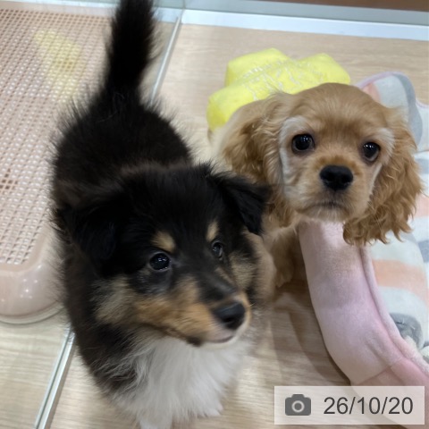 愛知県のアメリカンコッカースパニエル (ペットプラス イオンモール長久手店/2026年8月8日生まれ/女の子/バフ)の子犬の4枚目の画像