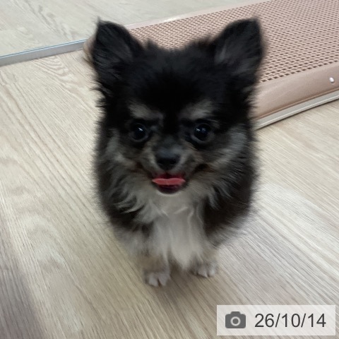 チワワの写真