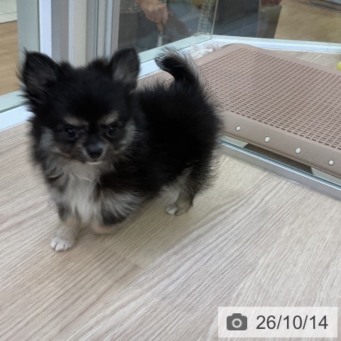 チワワの写真