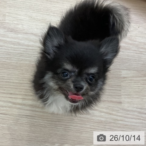 チワワの写真