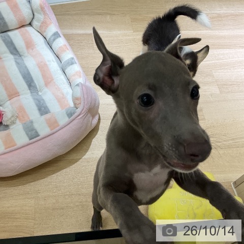 愛知県のイタリアングレーハウンド (ペットプラス イオンモール豊川店/2026年8月8日生まれ/男の子/ブルーホワイトマーキングス)の子犬の3枚目の画像