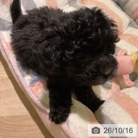 愛知県のトイプードル(トイ) (ペットプラス 岡崎店/2026年8月12日生まれ/女の子/ブラック)の子犬の4枚目の画像