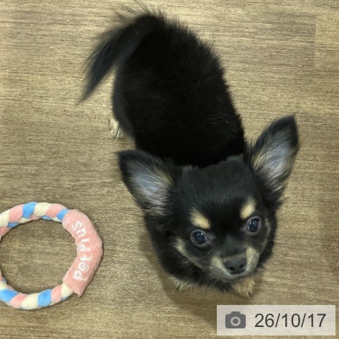愛知県のチワワ(ロング) (ペッツワン 東海店/2026年8月9日生まれ/男の子/ブラックタン)の子犬の4枚目の画像