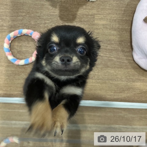愛知県のチワワ(ロング) (ペッツワン 東海店/2026年8月9日生まれ/男の子/ブラックタン)の子犬の3枚目の画像