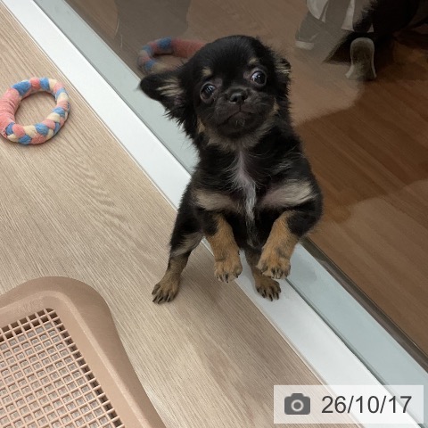 福井県のチワワ(ロング) (ペットプラス 福井店/2026年8月9日生まれ/女の子/ブラックタン)の子犬の4枚目の画像