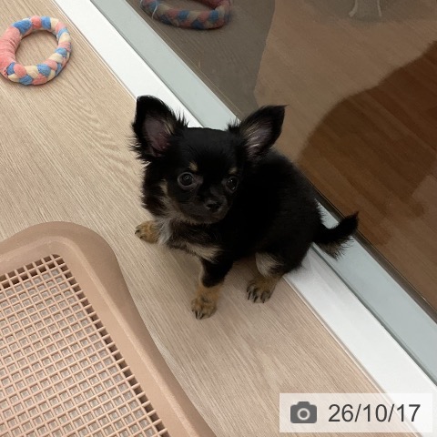 福井県のチワワ(ロング) (ペットプラス 福井店/2026年8月9日生まれ/女の子/ブラックタン)の子犬の3枚目の画像