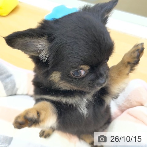 チワワの写真