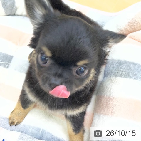 チワワの写真