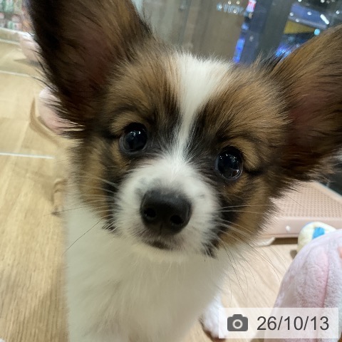 愛知県のパピヨン (ペットプラス イオンモール豊川店/2026年8月10日生まれ/男の子/レッドセーブルホワイト)の子犬の3枚目の画像
