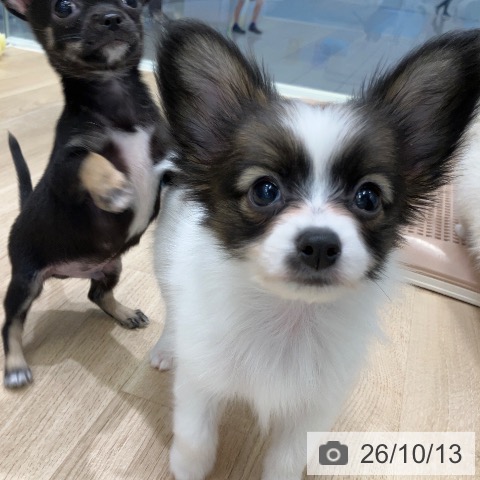 パピヨンの写真