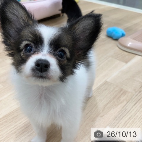 パピヨンの写真
