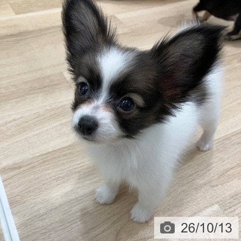 パピヨンの写真