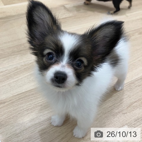 パピヨンの写真