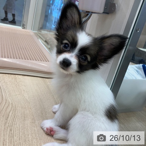 パピヨンの写真