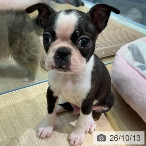 愛知県のボストンテリア (ペットプラス 岡崎店/2026年8月5日生まれ/男の子/ボストンカラー)の子犬の3枚目の画像