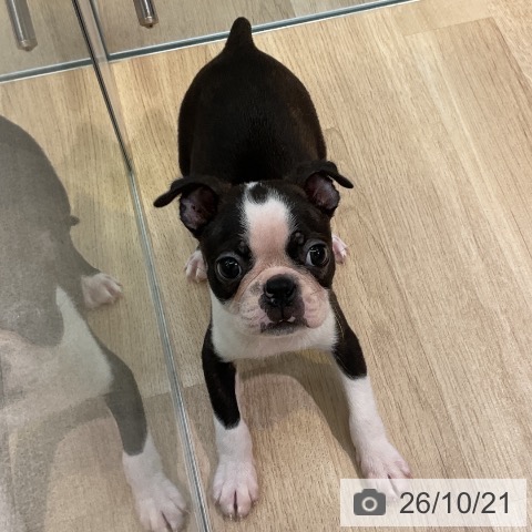 愛知県のボストンテリア (ペットプラス 岡崎店/2026年8月5日生まれ/男の子/ボストンカラー)の子犬の4枚目の画像