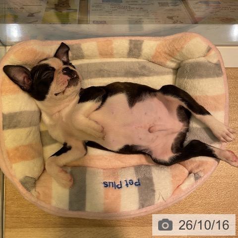 愛知県のボストンテリア (ペットプラス 岡崎店/2026年8月5日生まれ/男の子/ボストンカラー)の子犬の3枚目の画像