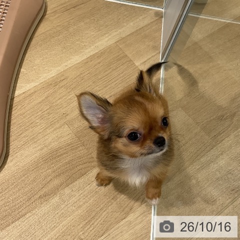 三重県のチワワ(ロング) (ペットプラス 鈴鹿店/2026年8月6日生まれ/女の子/レッド)の子犬の4枚目の画像