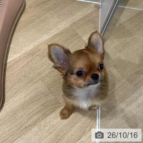 三重県のチワワ(ロング) (ペットプラス 鈴鹿店/2026年8月6日生まれ/女の子/レッド)の子犬の3枚目の画像