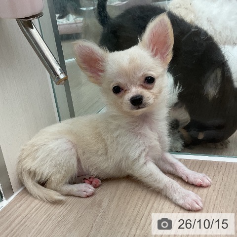 福井県のチワワ(ロング) (ペットプラス 福井店/2026年8月13日生まれ/男の子/クリーム)の子犬の4枚目の画像