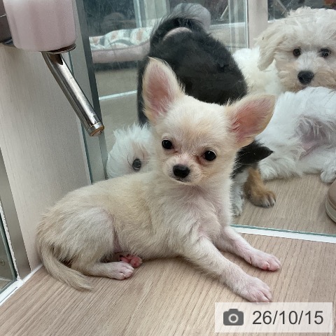 福井県のチワワ(ロング) (ペットプラス 福井店/2026年8月13日生まれ/男の子/クリーム)の子犬の3枚目の画像
