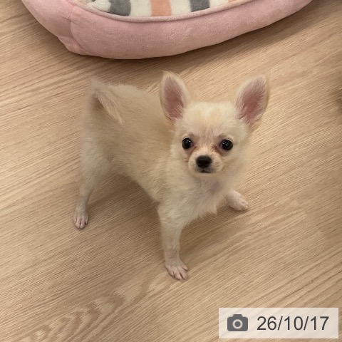 福井県のチワワ(ロング) (ペットプラス 福井店/2026年8月13日生まれ/男の子/クリーム)の子犬の4枚目の画像