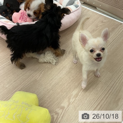 福井県のチワワ(ロング) (ペットプラス 福井店/2026年8月13日生まれ/男の子/クリーム)の子犬の3枚目の画像